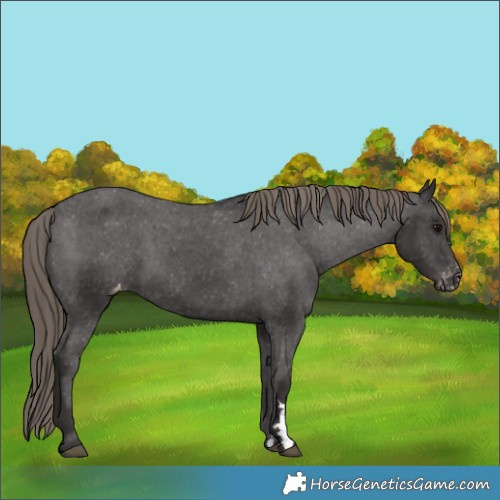 Horse Color:Smoky Black Varnish