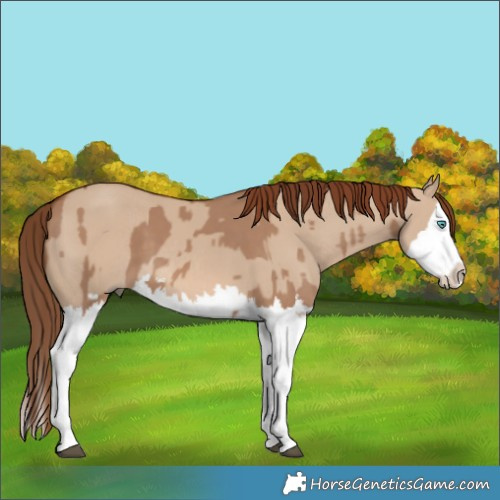 Horse Color:Red Dun Splash and Red Dun Splash Rabicano