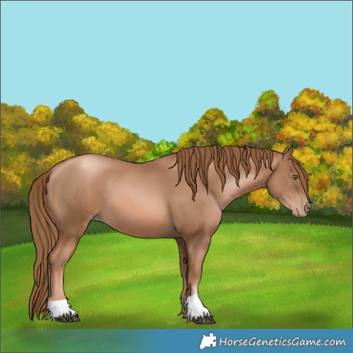Horse Color:Liver Chestnut Pearl 