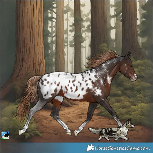 Horse Color:Powder White Liver Chestnut Blanket