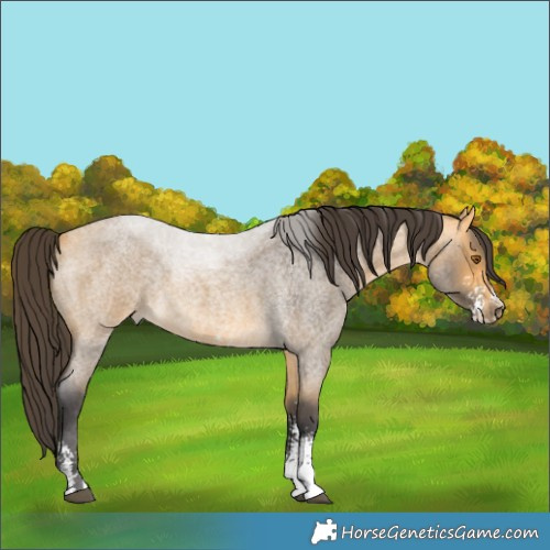 Horse Color:Buckskin Roan Sabino 