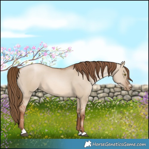 Horse Color:Liver Red Dun Pearl 
