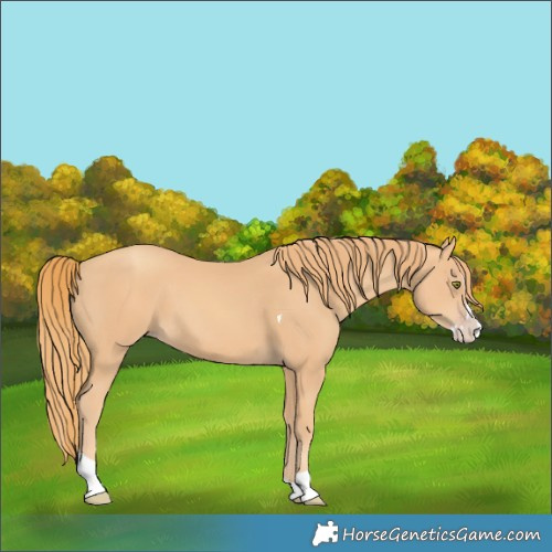 Horse Color:Gold Champagne Splash Tobiano