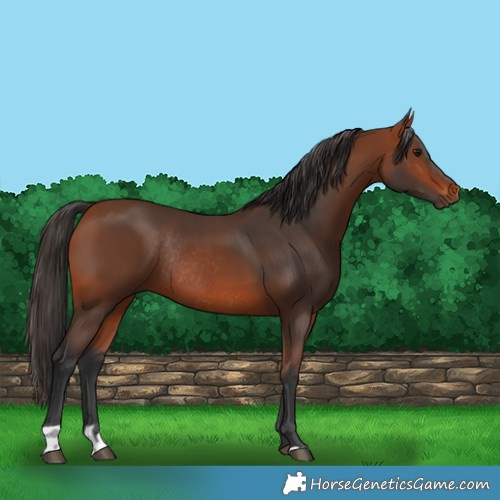 Horse Color:Bay Rabicano  and Bay Rabicano 