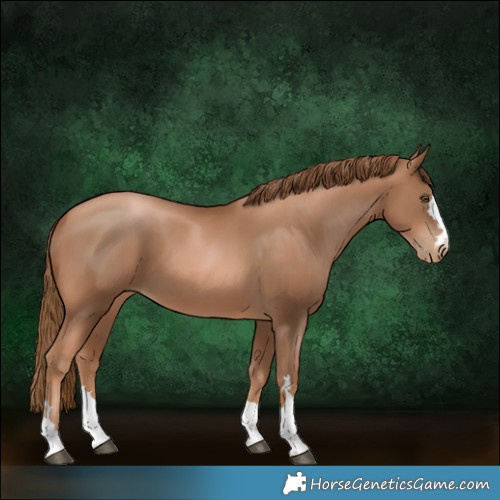 Horse Color:Liver Chestnut Pearl