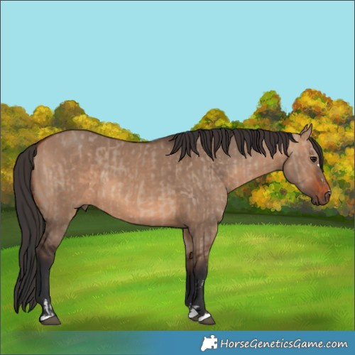 Horse Color:Brown Dun  and Bay Dun 