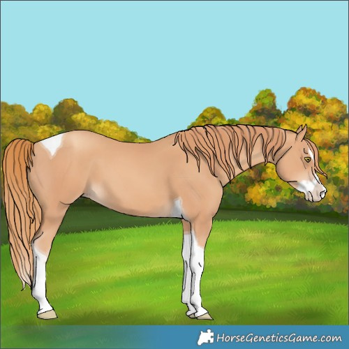 Horse Color:Gold Champagne Splash Tobiano