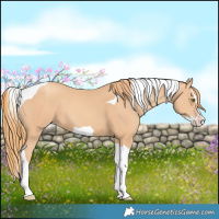 Horse Color:Gold Champagne Splash Tobiano