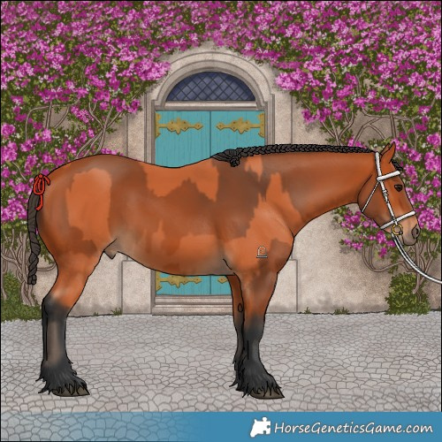 Horse Color:Bay and Bay