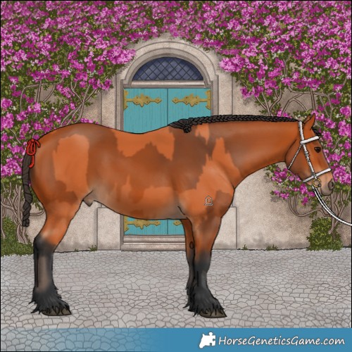 Horse Color:Bay and Bay