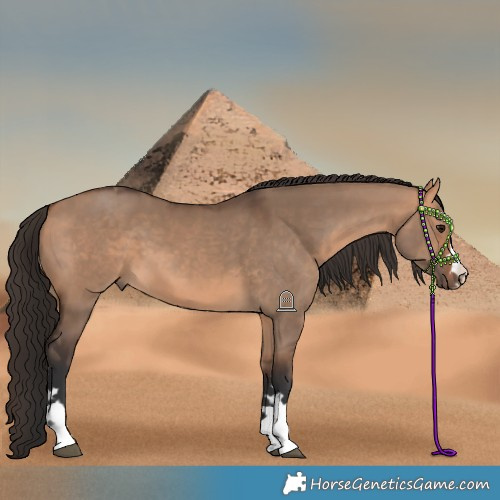 Horse Color:Bay Dun  and Bay Dun 