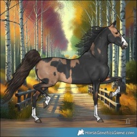 Horse Color:Bay Dun  and Black 