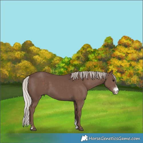 Horse Color:Silver Black Sabino