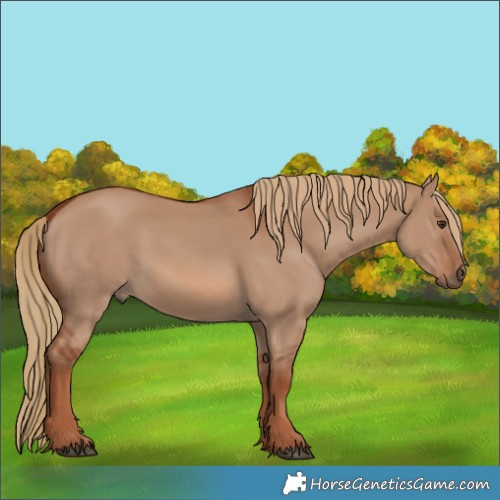 Horse Color:Red Dun