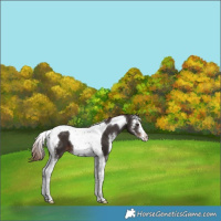 Horse Color:Liver Chestnut Sabino Tobiano 