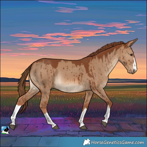 Horse Color:Red Dun Rabicano Brindle