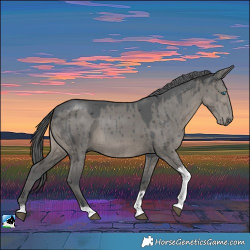 Horse Color:Grullo Merle Tobiano Rabicano Brindle 
