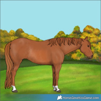 Horse Color:Chestnut Rabicano 