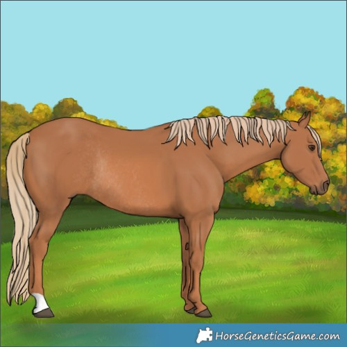 Horse Color:Chestnut Rabicano