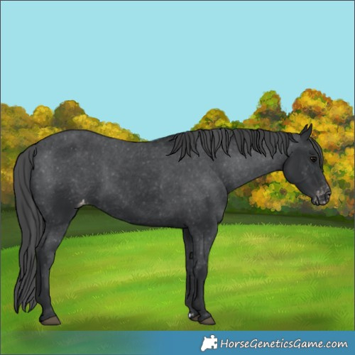 Horse Color:Black Appaloosa Rabicano 