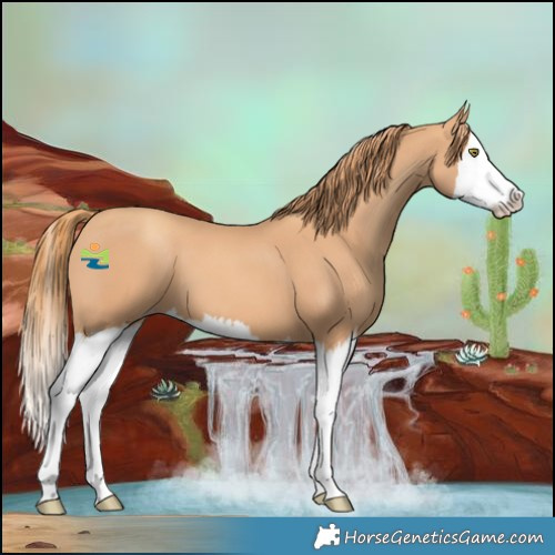 Horse Color:Gold Champagne Splash 