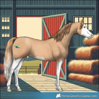 Horse Color:Gold Champagne Splash