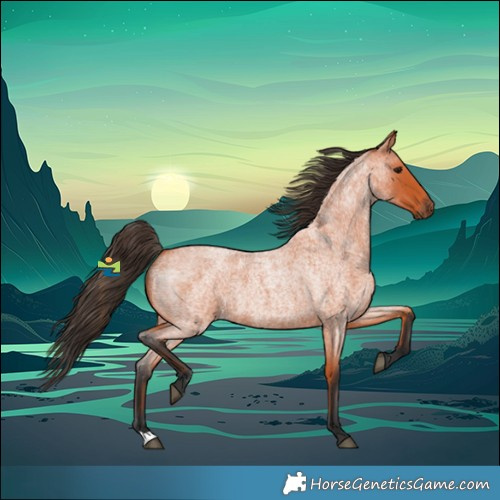 Horse Color:Bay Roan