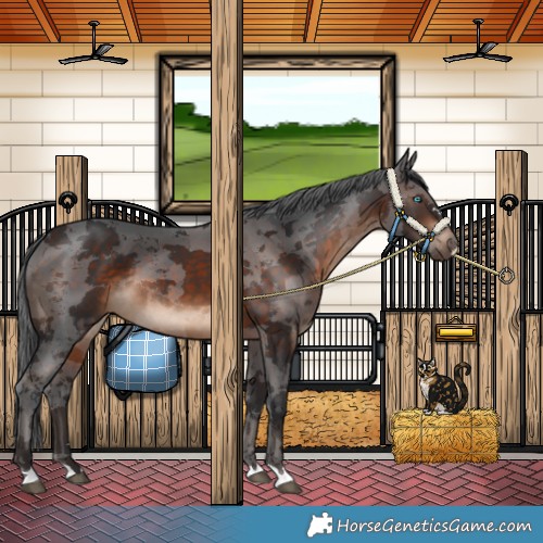 Horse Color:Brown Merle