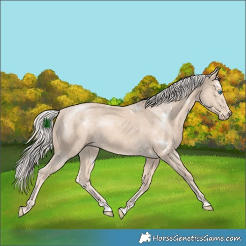 Horse Color:White Spotted Cremello