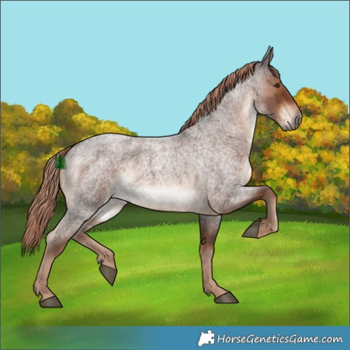 Horse Color:Liver Red Roan