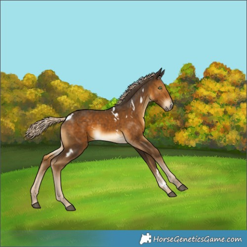 Horse Color:White Spotted Chocolate Palomino