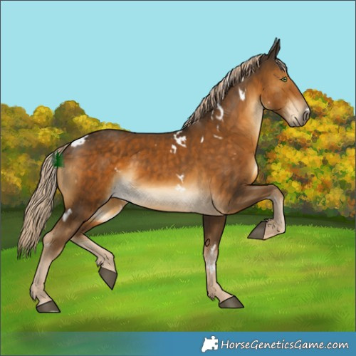 Horse Color:White Spotted Chocolate Palomino 