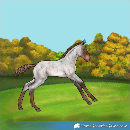 Horse Color:Liver Red Roan