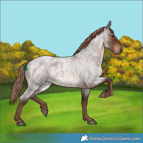 Horse Color:Liver Red Roan 