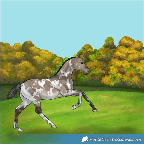 Horse Color:White Spotted Brown Dun