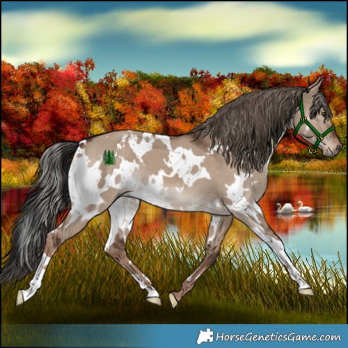 Horse Color:White Spotted Liver Red Dun