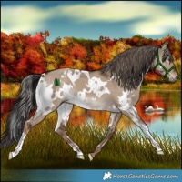 Horse Color:White Spotted Liver Red Dun