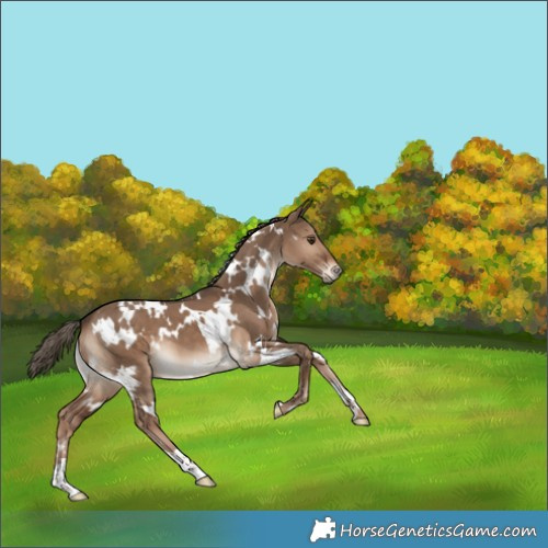 Horse Color:White Spotted Liver Red Dun 