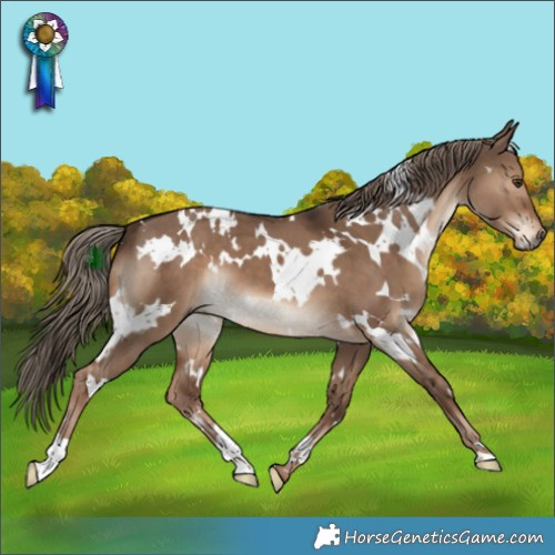 Horse Color:White Spotted Liver Red Dun