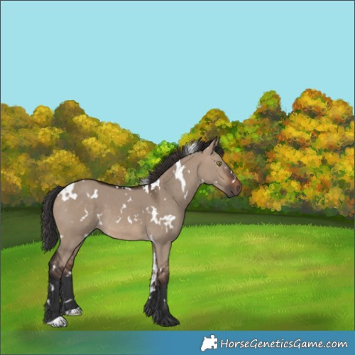 Horse Color:White Spotted Brown Dun 