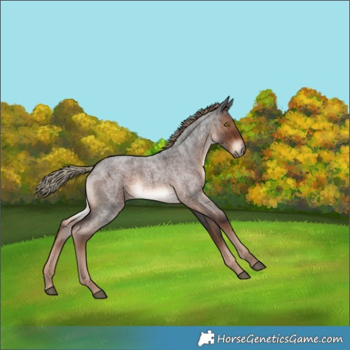 Horse Color:Liver Red Roan 