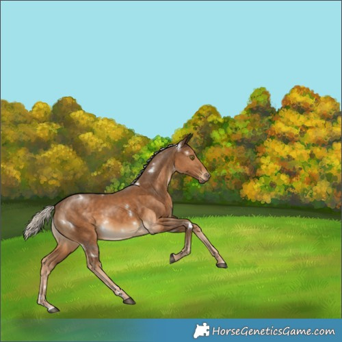 Horse Color:White Spotted Chocolate Palomino 