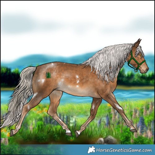 Horse Color:White Spotted Chocolate Palomino