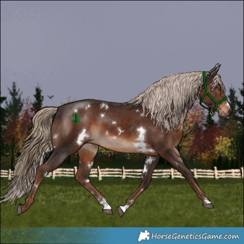 Horse Color:White Spotted Liver Chestnut 