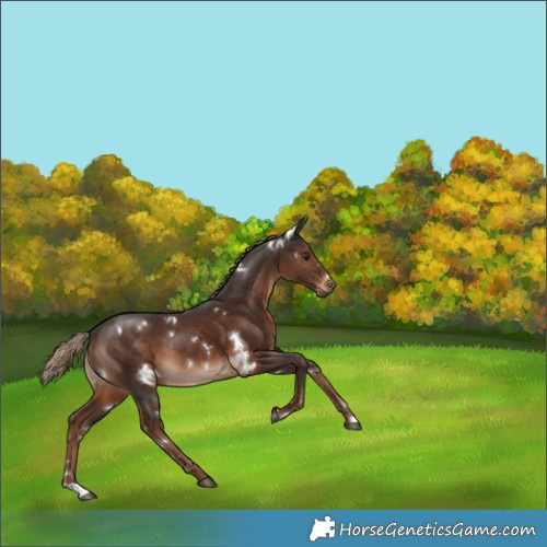 Horse Color:White Spotted Liver Chestnut 