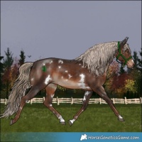 Horse Color:White Spotted Liver Chestnut