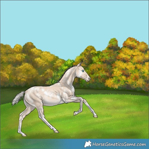 Horse Color:White Spotted Cremello