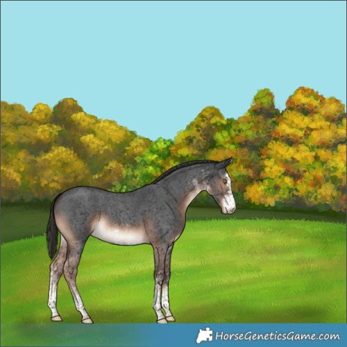 Horse Color:White Spotted Liver Chestnut 