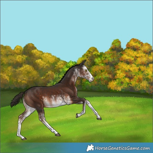 Horse Color:White Spotted Liver Chestnut