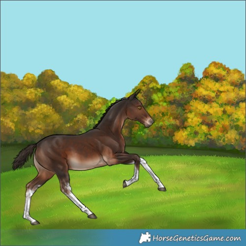Horse Color:White Spotted Liver Chestnut Tobiano